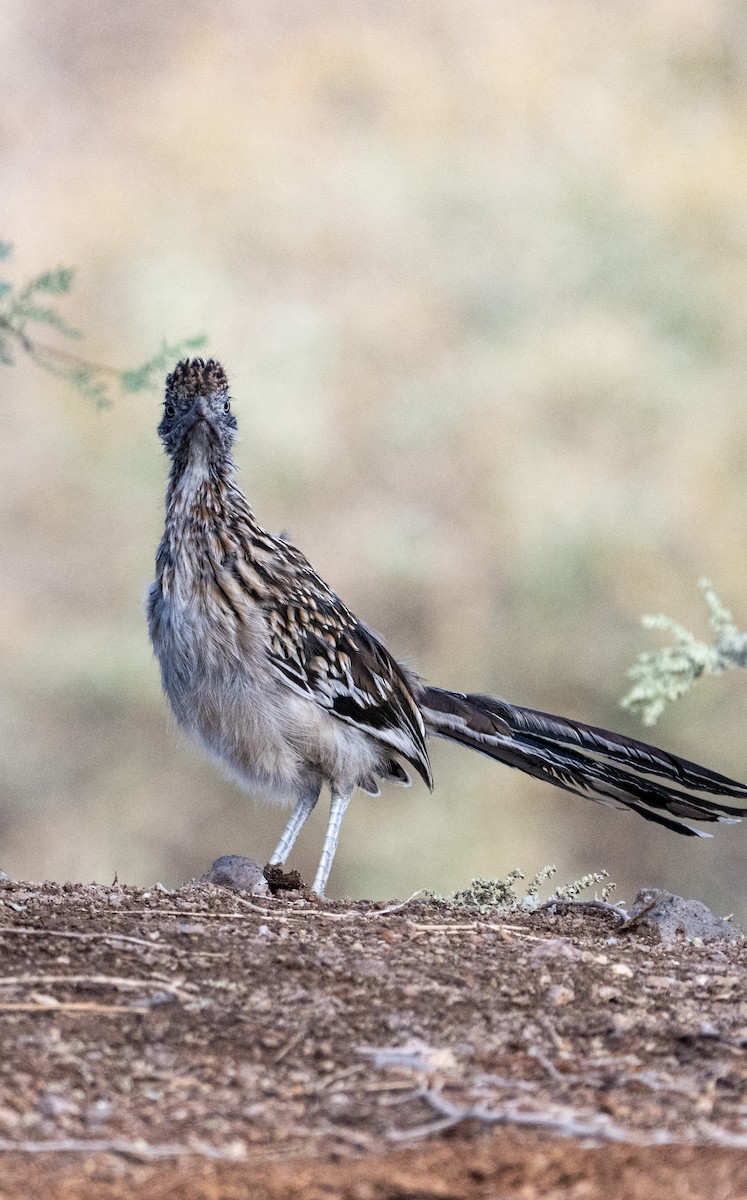Greater Roadrunner - ML642542912