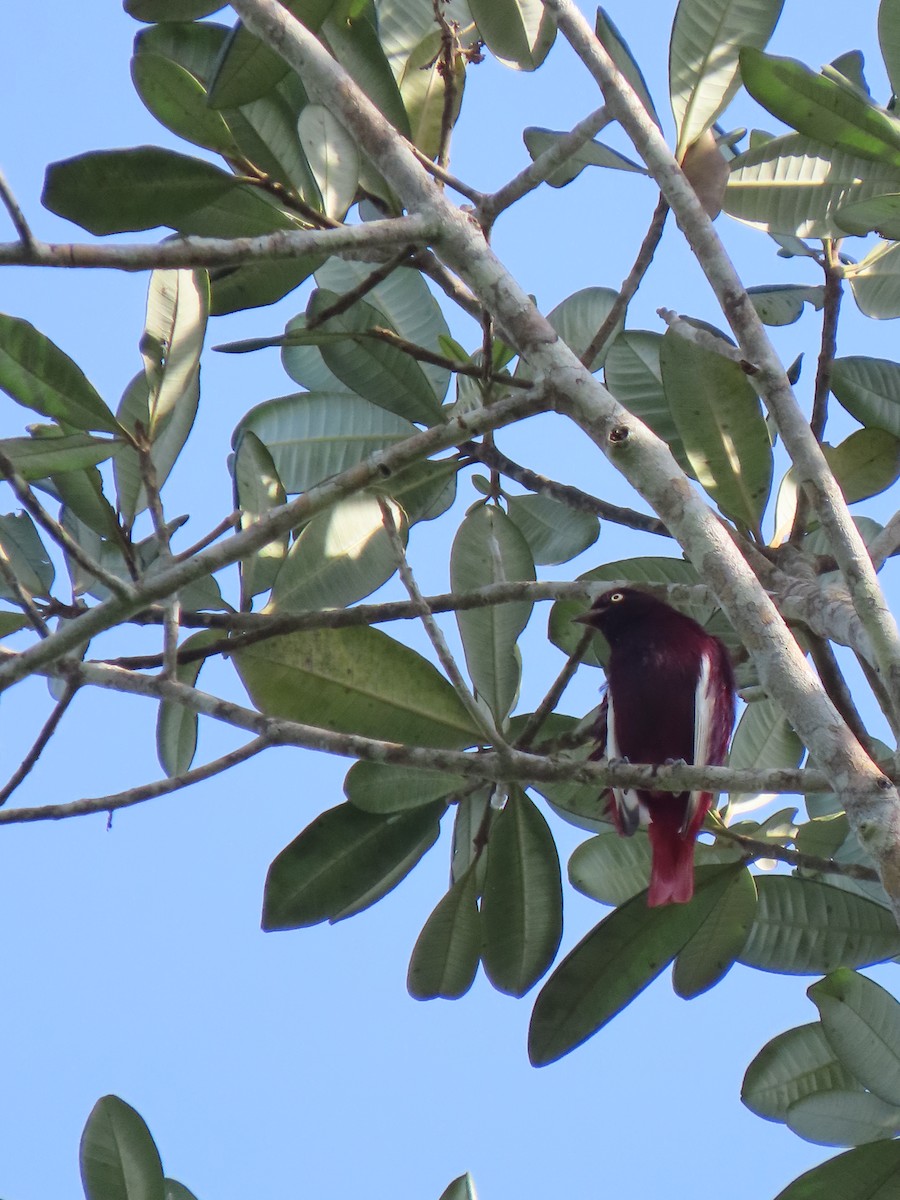 Pompadour Cotinga - ML642542915