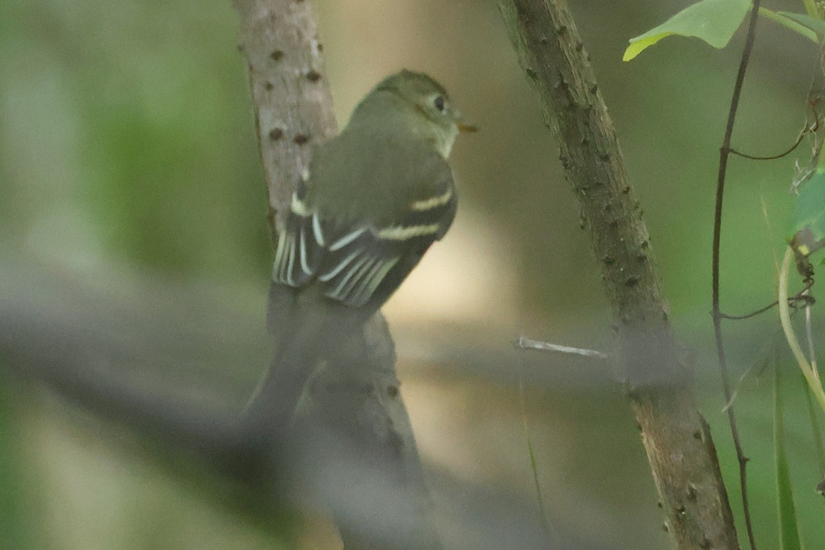 Empidonax sp. - ML642542919