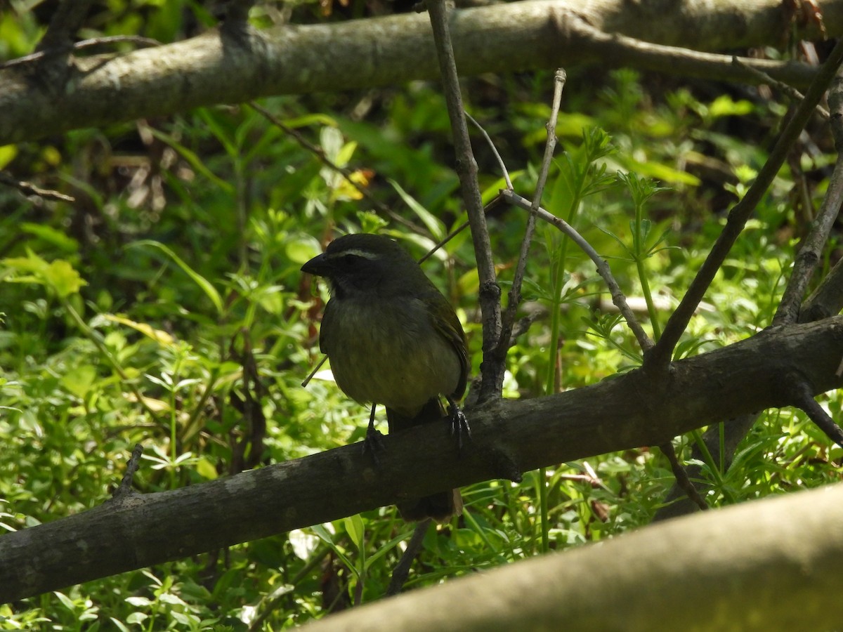 Green-winged Saltator - ML642542949