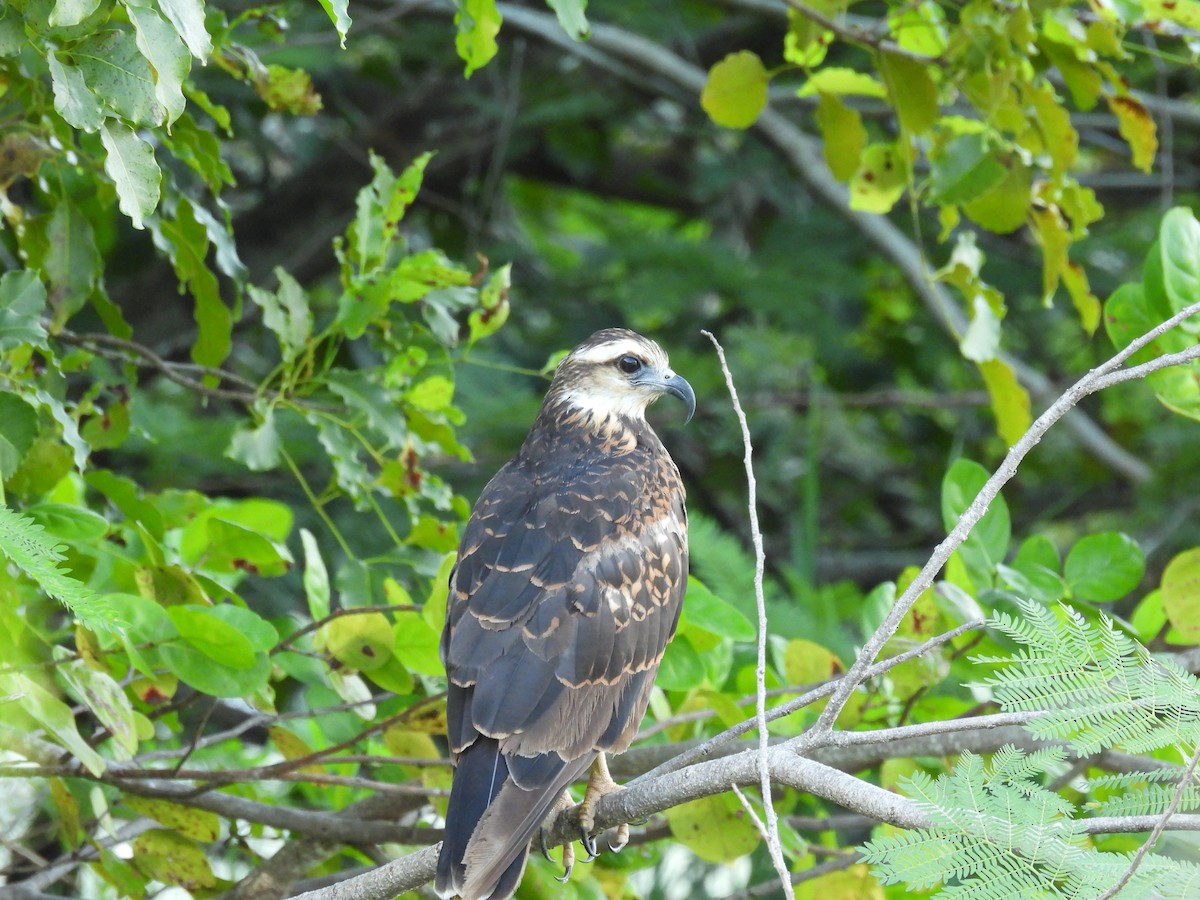 plžojed bažinný - ML642542954