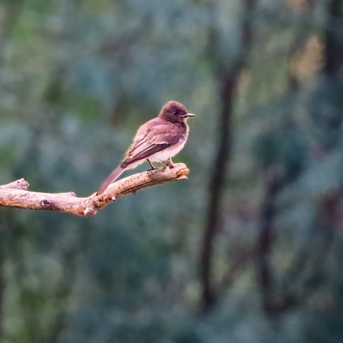 Black Phoebe - ML642542963