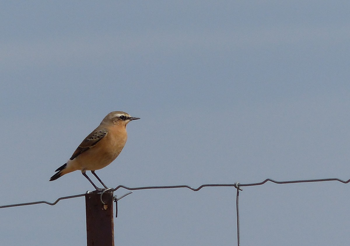 bělořit šedý - ML642542964