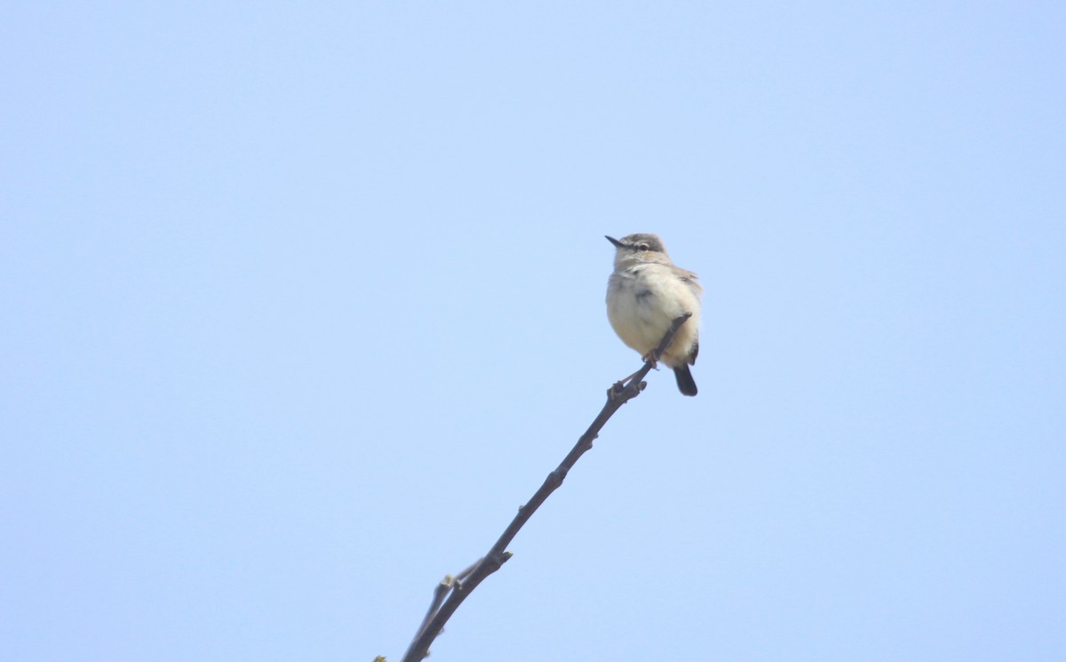 Short-tailed Field Tyrant - ML642542991