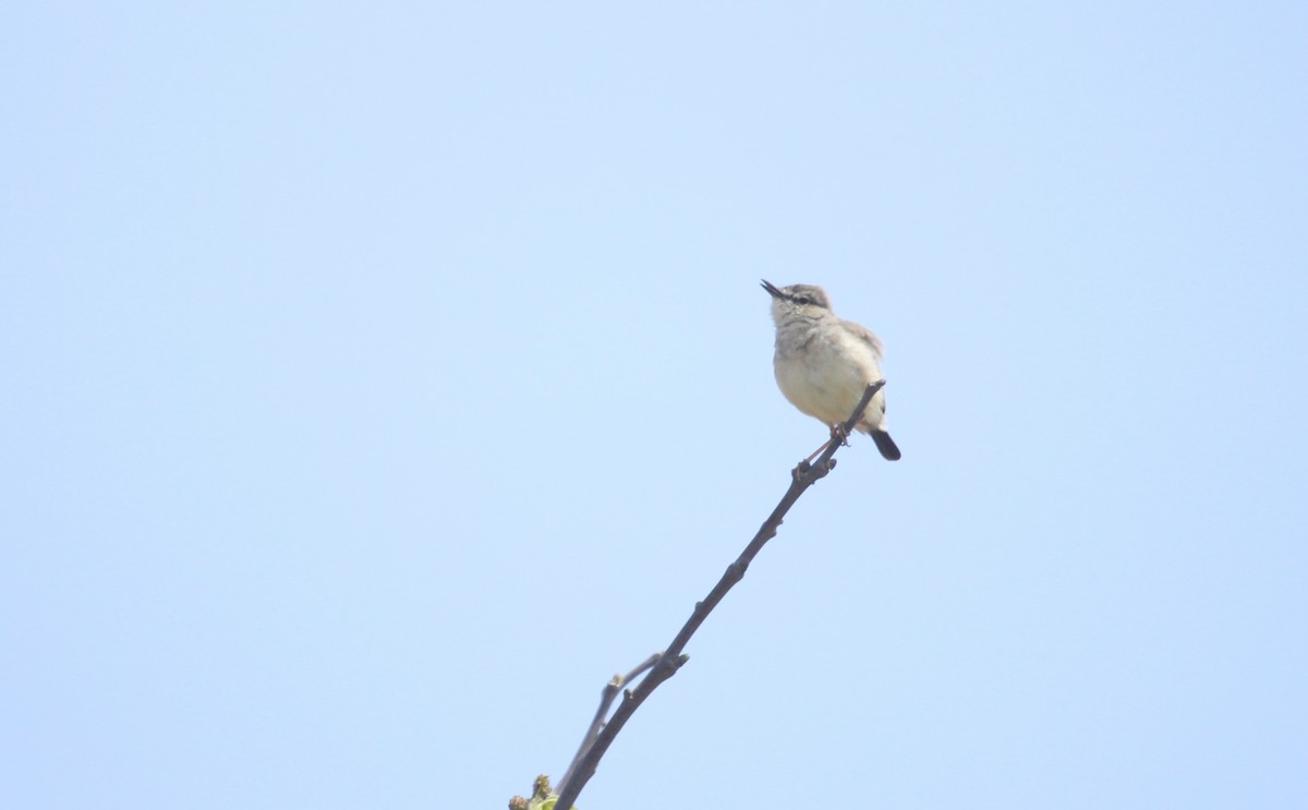 Short-tailed Field Tyrant - ML642542992