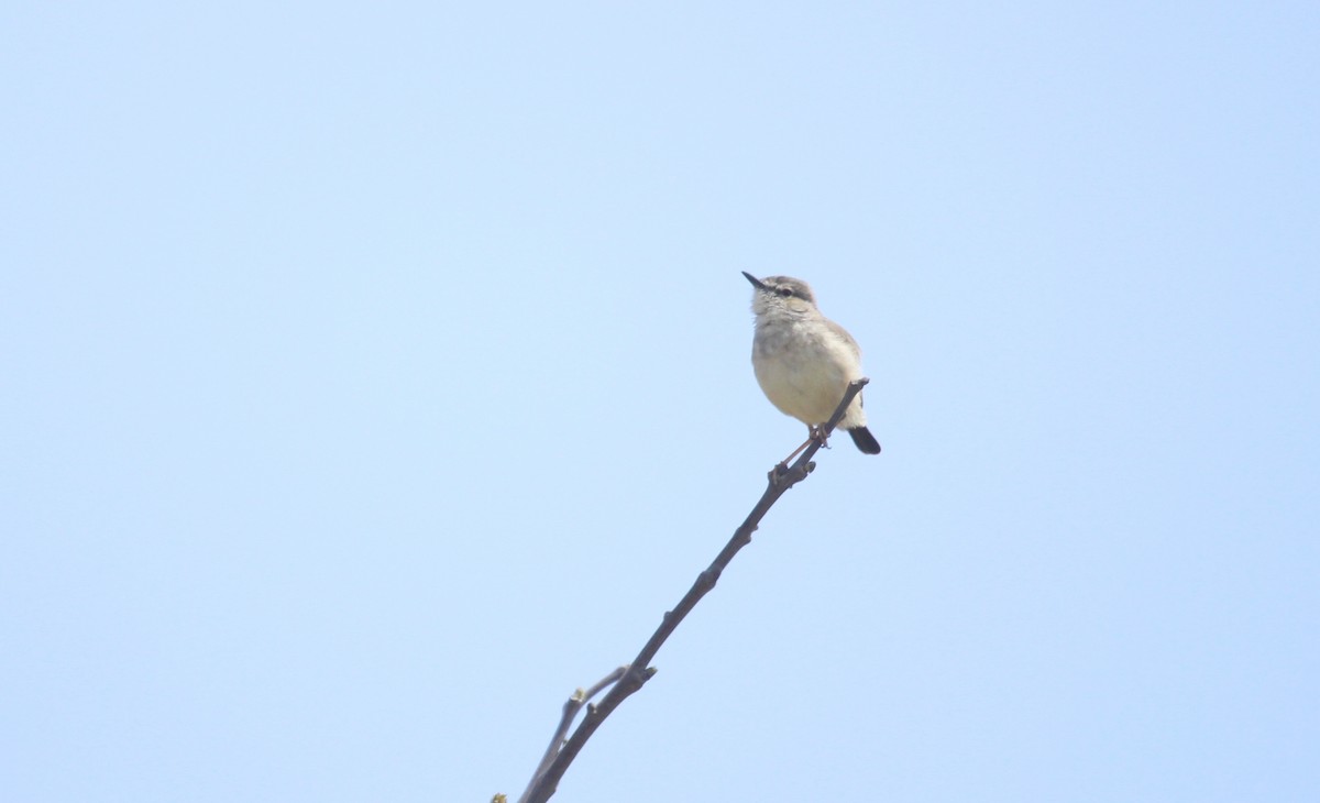 Short-tailed Field Tyrant - ML642542993
