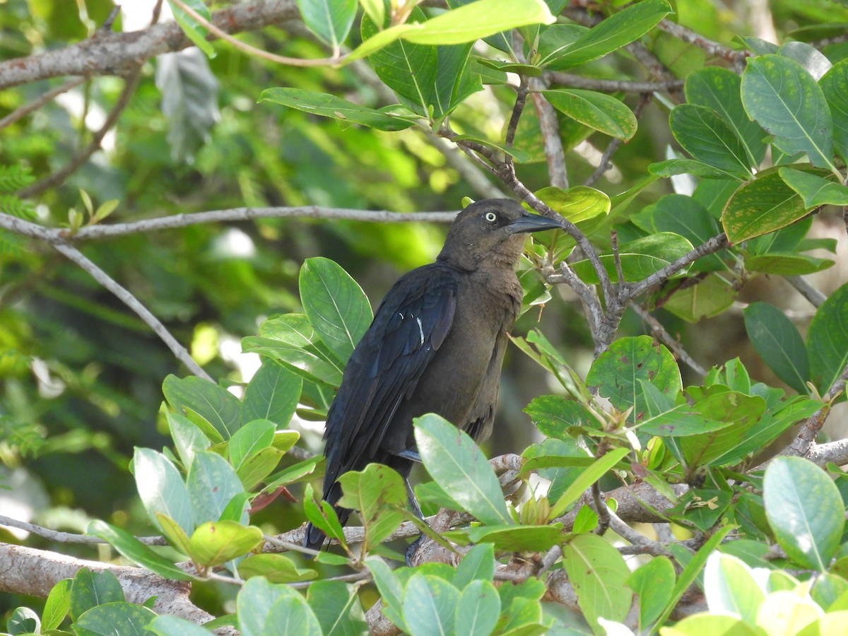 vlhovec velkoocasý - ML642542995