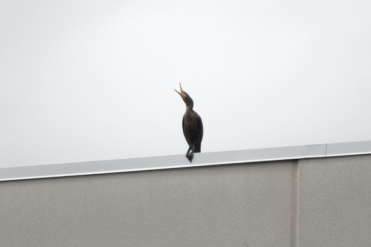 Double-crested Cormorant - ML642542998