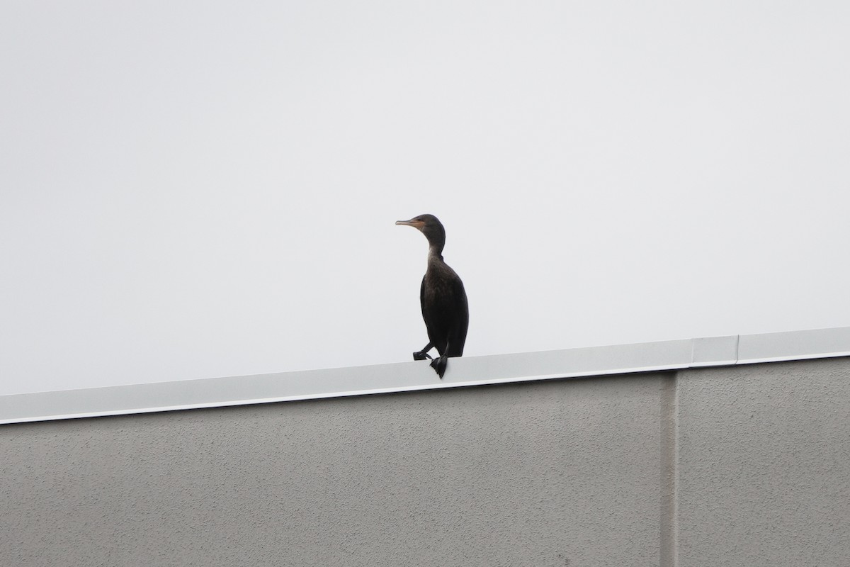 Double-crested Cormorant - ML642542999