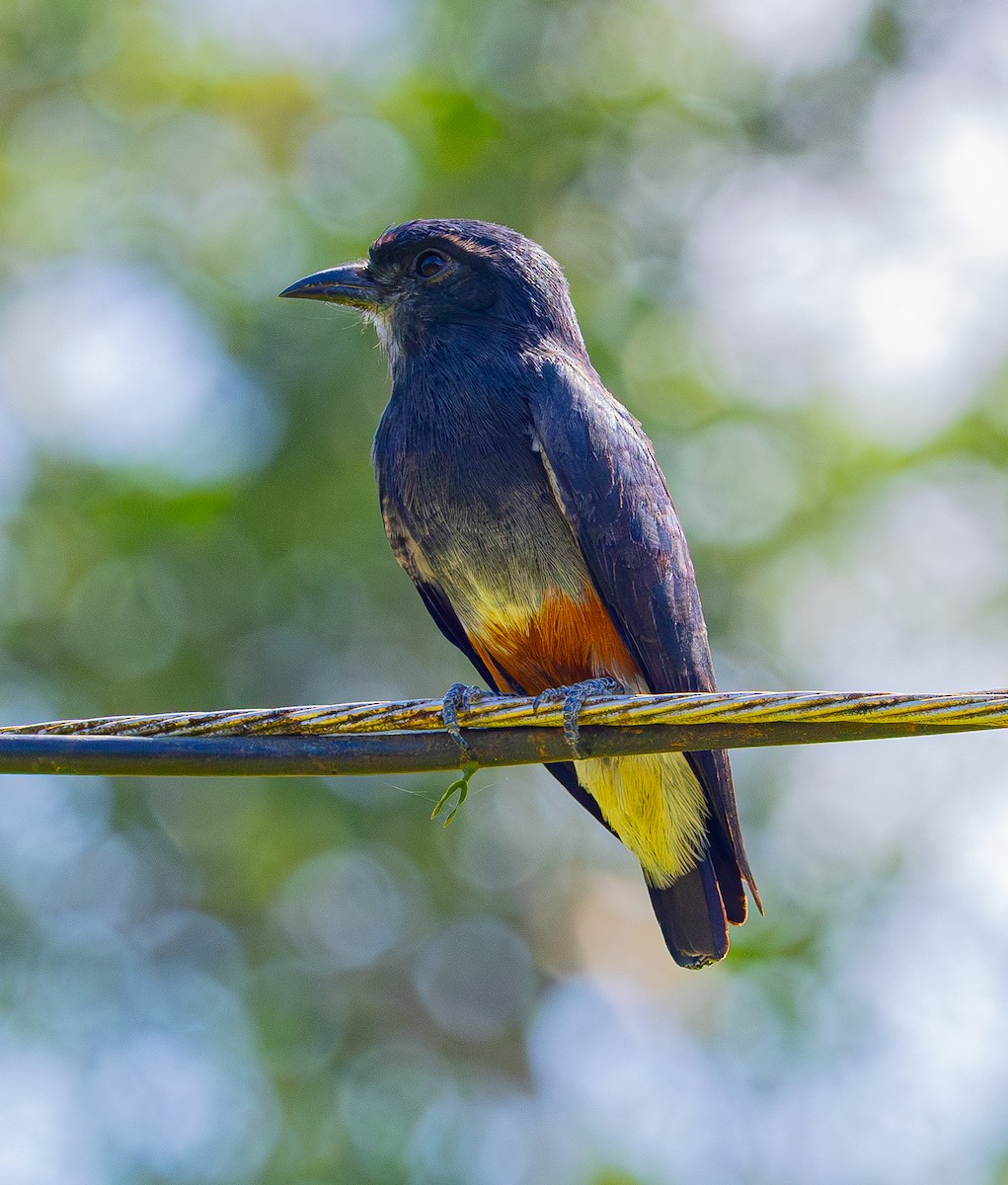 Swallow-winged Puffbird - ML642543016