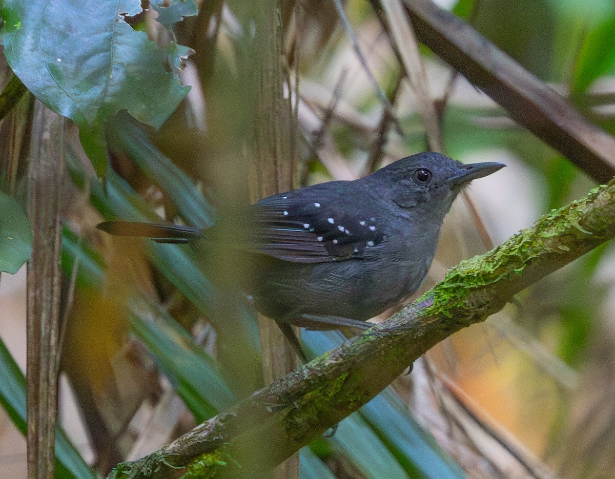 Spot-winged Antbird - ML642543032
