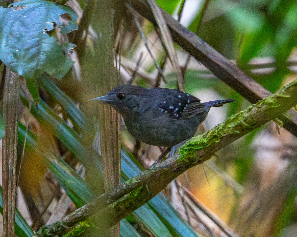 Spot-winged Antbird - ML642543033
