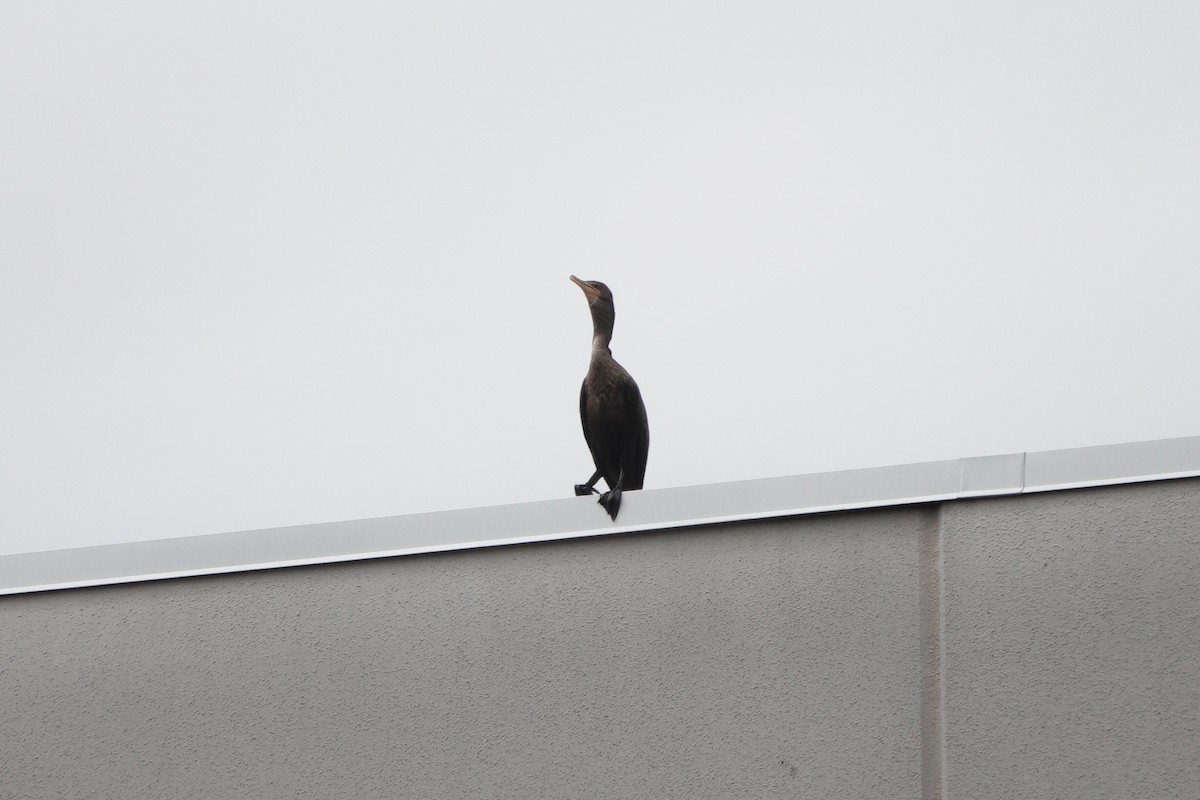 Double-crested Cormorant - ML642543034