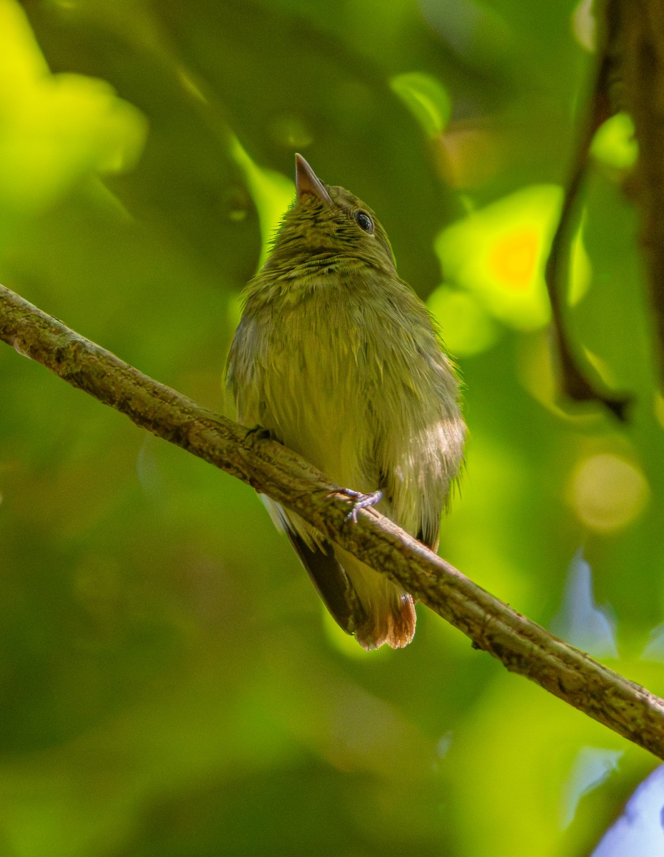 Tiny Tyrant-Manakin - ML642543041