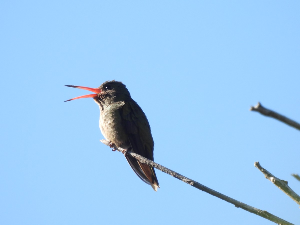 Gilded Hummingbird - ML642543054