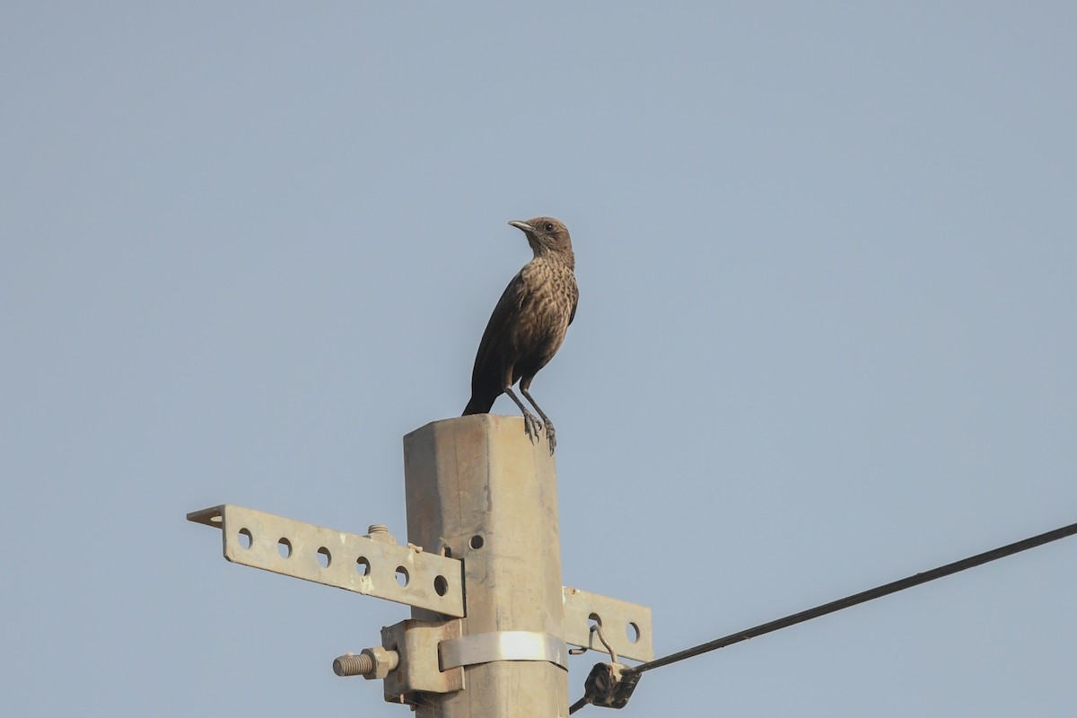 Northern Anteater-Chat - ML642543059