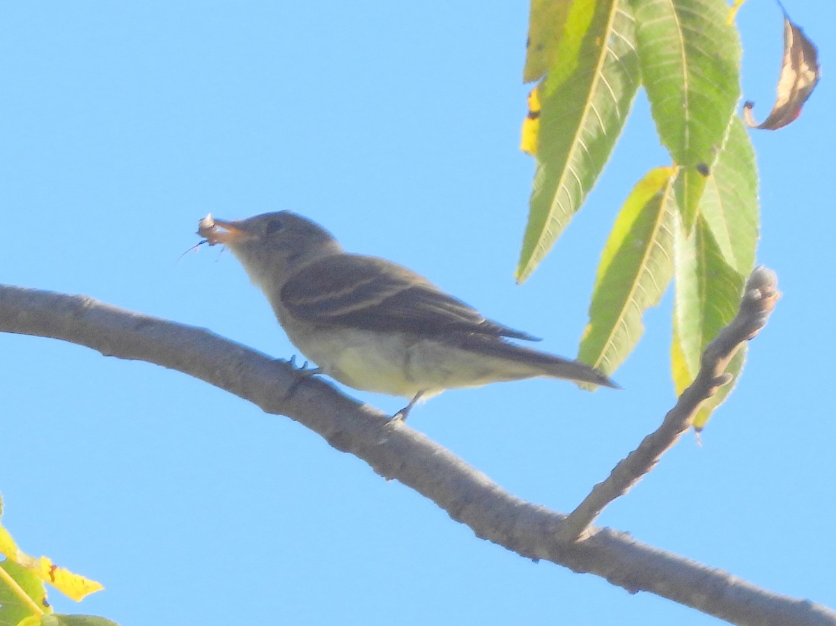 Alder/Willow Flycatcher (Traill's Flycatcher) - ML642543080
