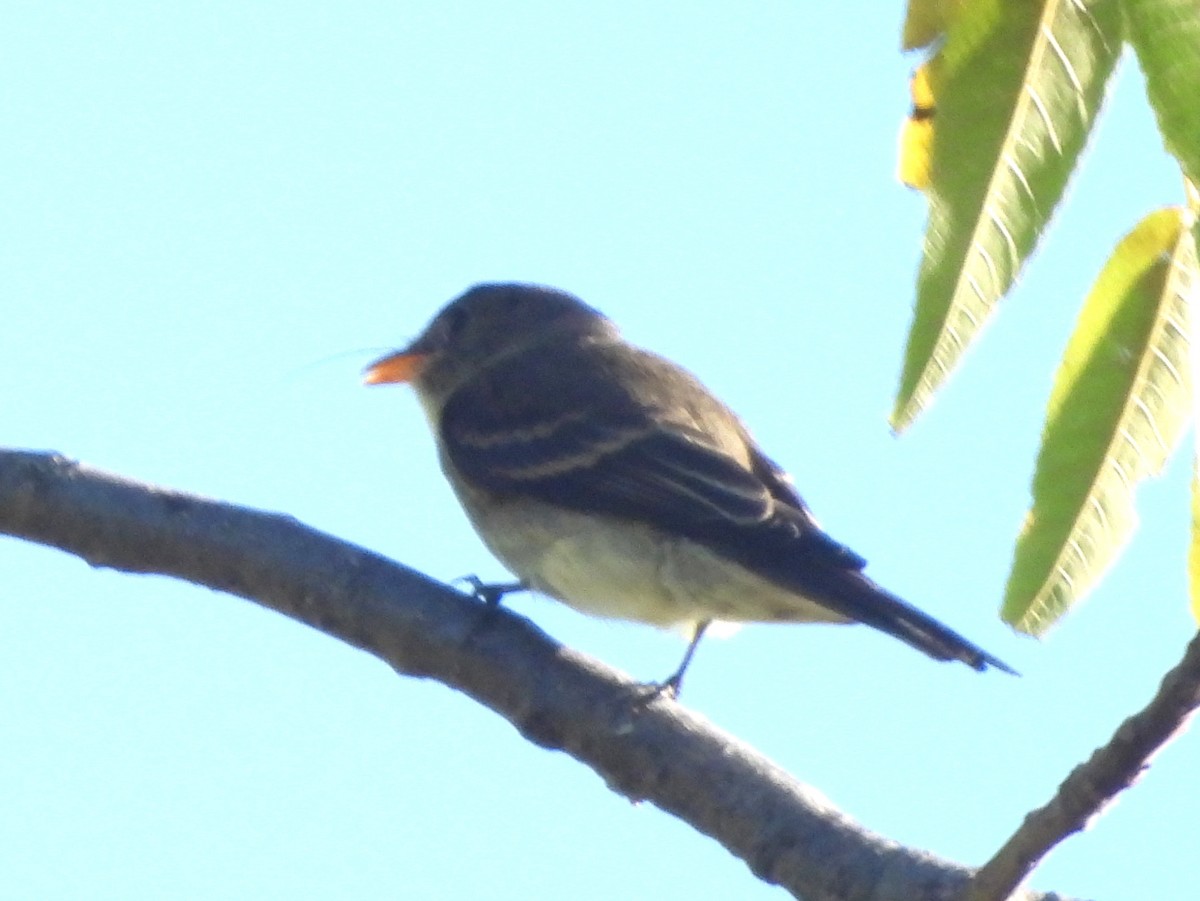 Alder/Willow Flycatcher (Traill's Flycatcher) - ML642543082