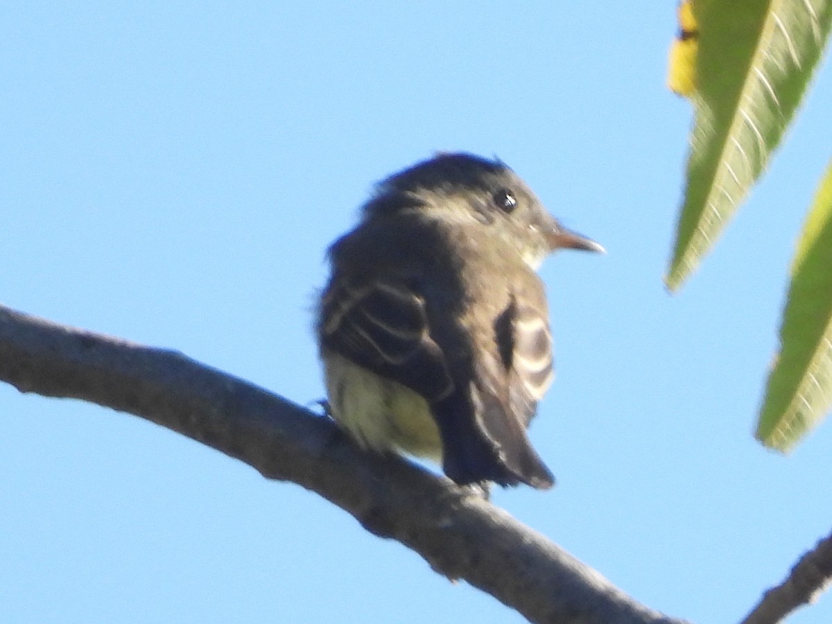 Alder/Willow Flycatcher (Traill's Flycatcher) - ML642543083