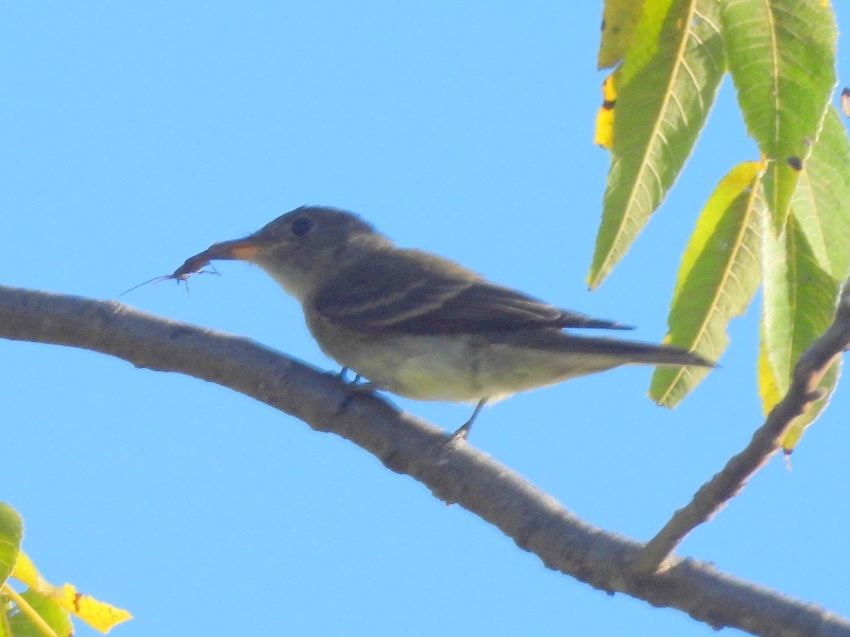 Alder/Willow Flycatcher (Traill's Flycatcher) - ML642543084