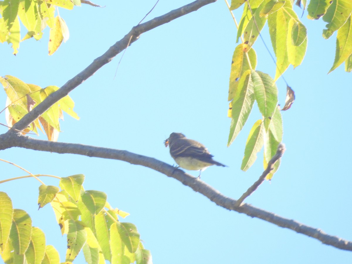 Alder/Willow Flycatcher (Traill's Flycatcher) - ML642543085