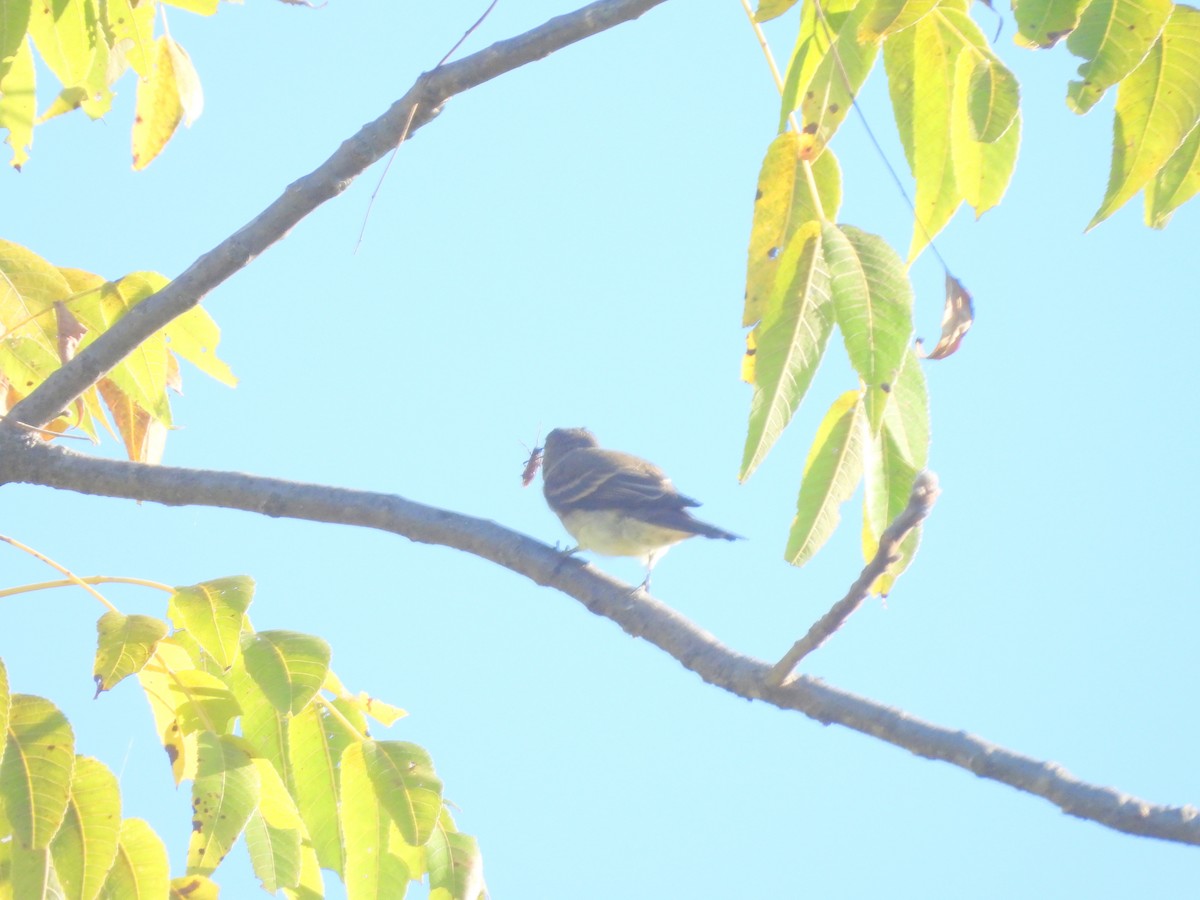 Alder/Willow Flycatcher (Traill's Flycatcher) - ML642543086