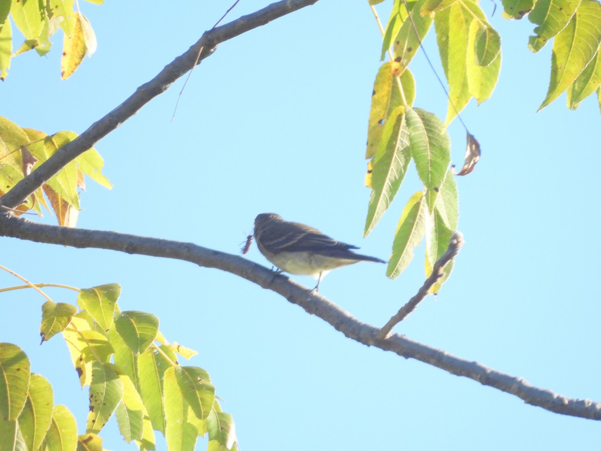 Alder/Willow Flycatcher (Traill's Flycatcher) - ML642543087