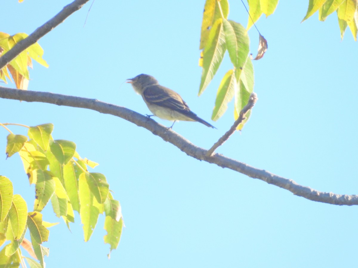 Alder/Willow Flycatcher (Traill's Flycatcher) - ML642543088