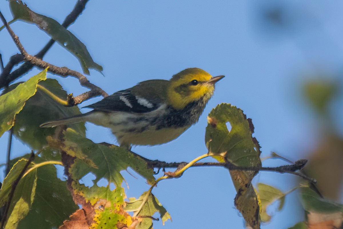 Black-throated Green Warbler - ML642543138