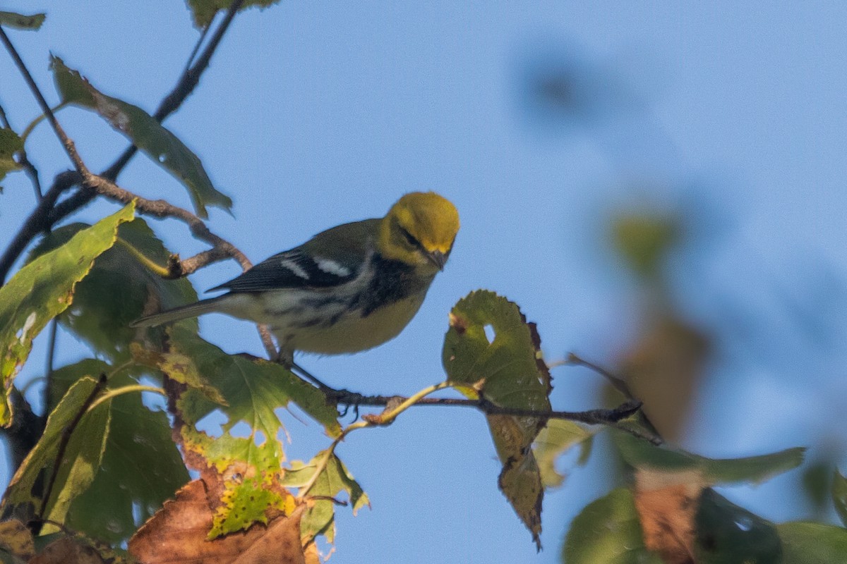 Black-throated Green Warbler - ML642543139