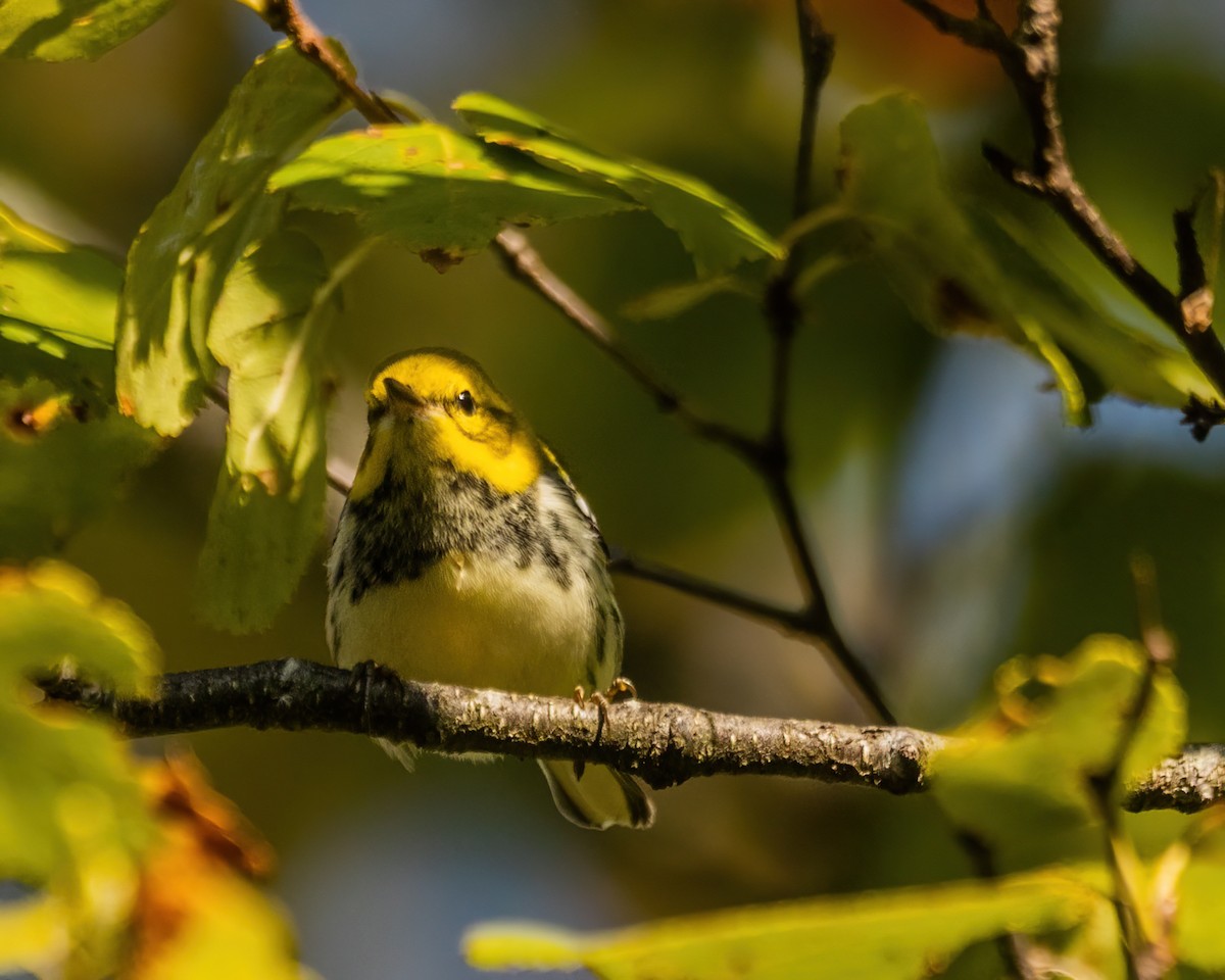 Black-throated Green Warbler - ML642543140
