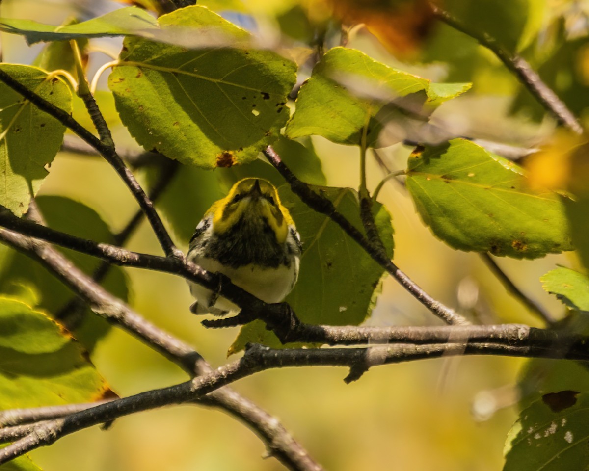 Black-throated Green Warbler - ML642543141