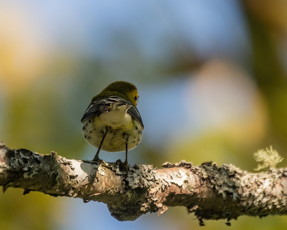 Black-throated Green Warbler - ML642543142
