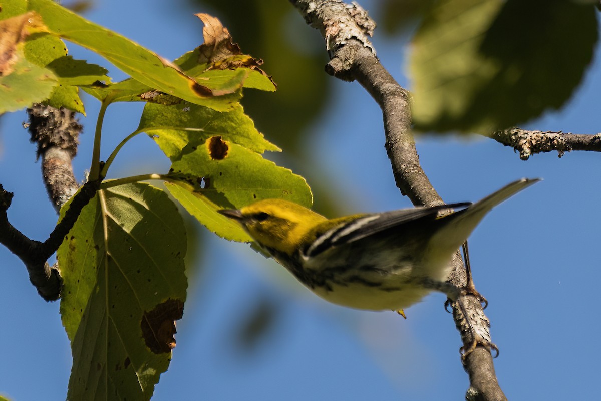 Black-throated Green Warbler - ML642543143