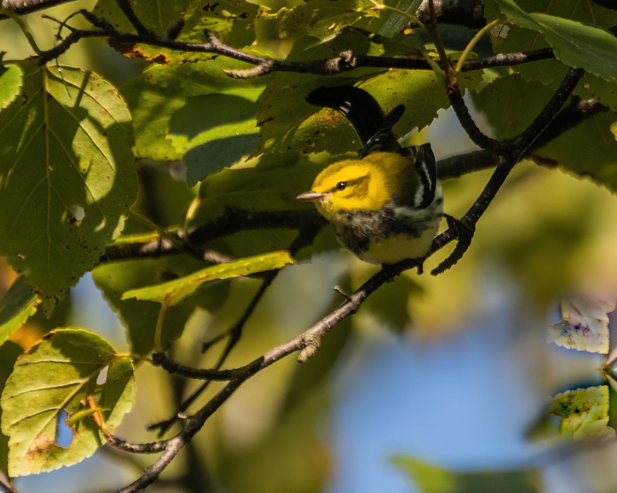 Black-throated Green Warbler - ML642543144