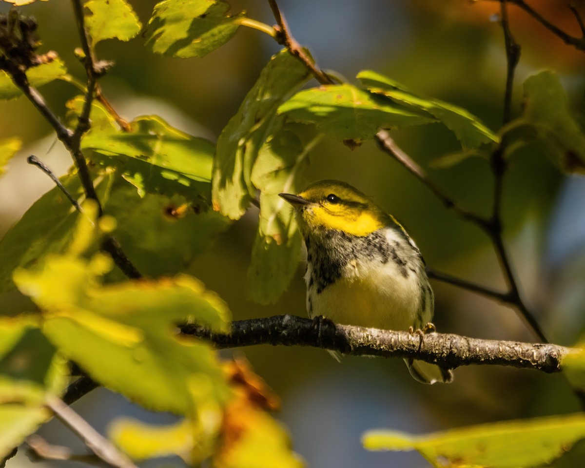 Black-throated Green Warbler - ML642543145