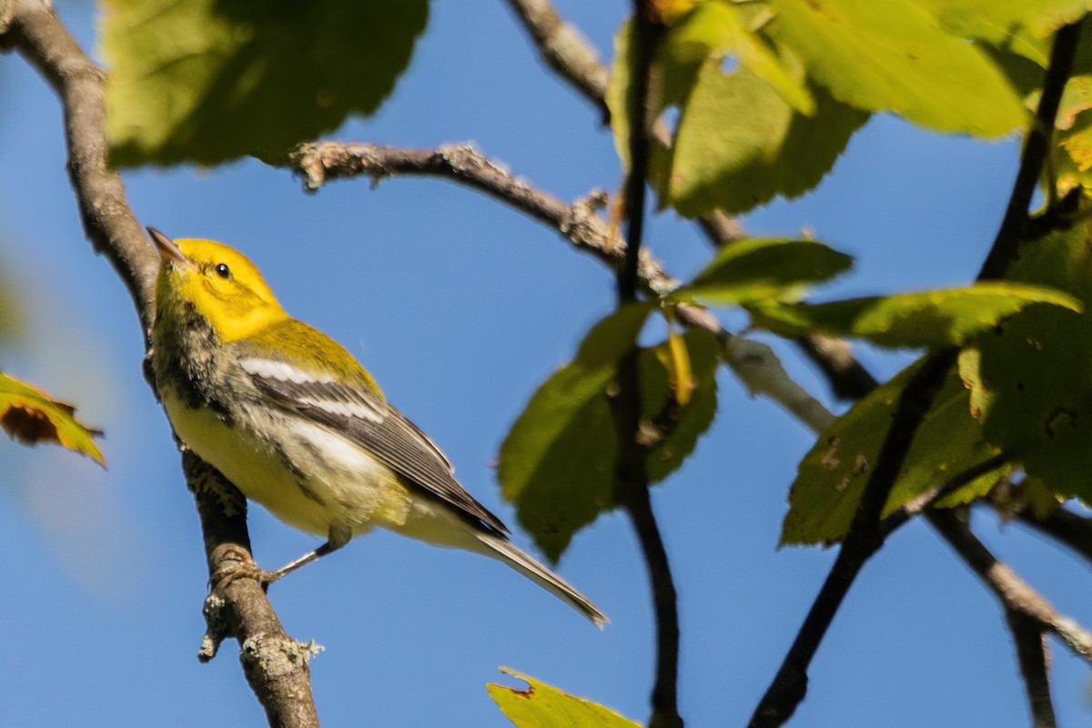 Black-throated Green Warbler - ML642543146