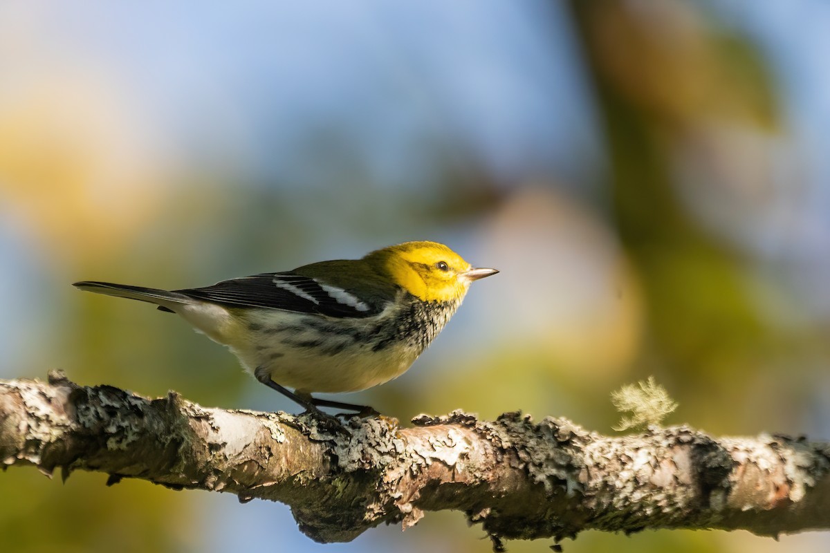 Black-throated Green Warbler - ML642543148