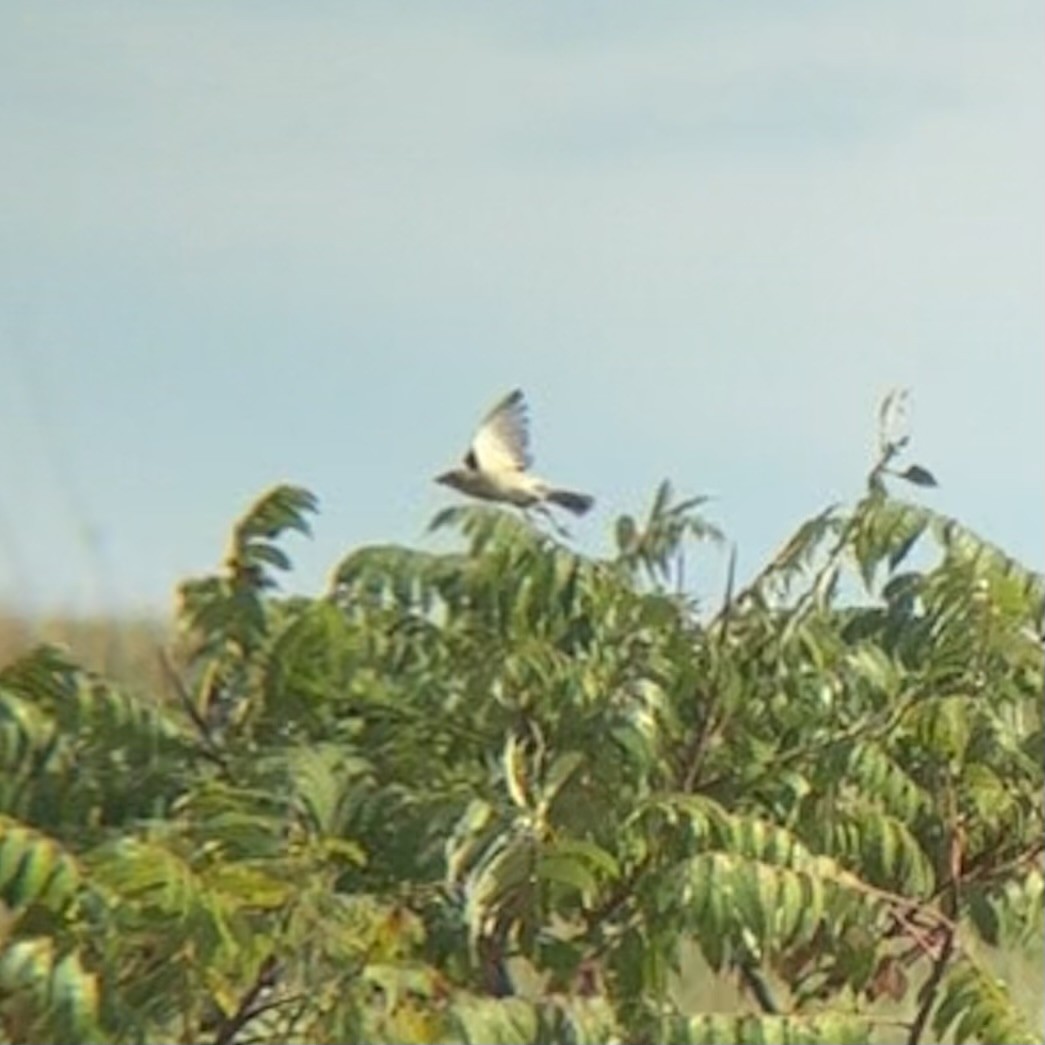 Dickcissel - ML642543155