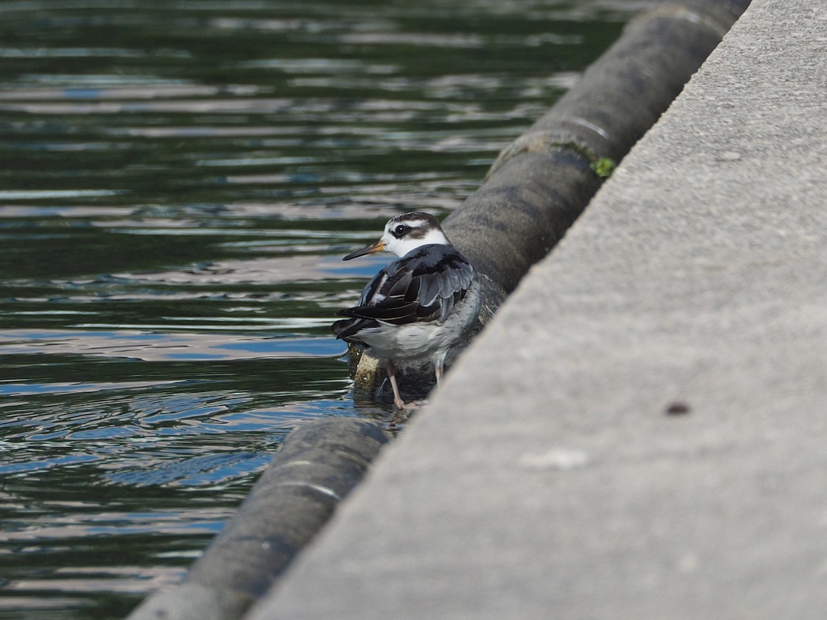 Red Phalarope - ML642543158