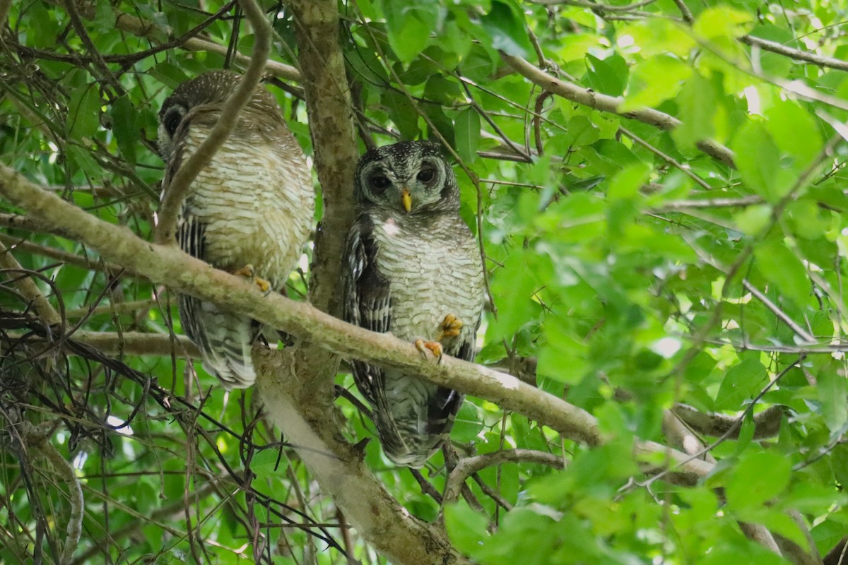 African Wood-Owl - ML642543188