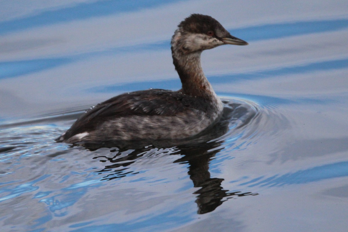 Ухаа шунгуур - ML642543200