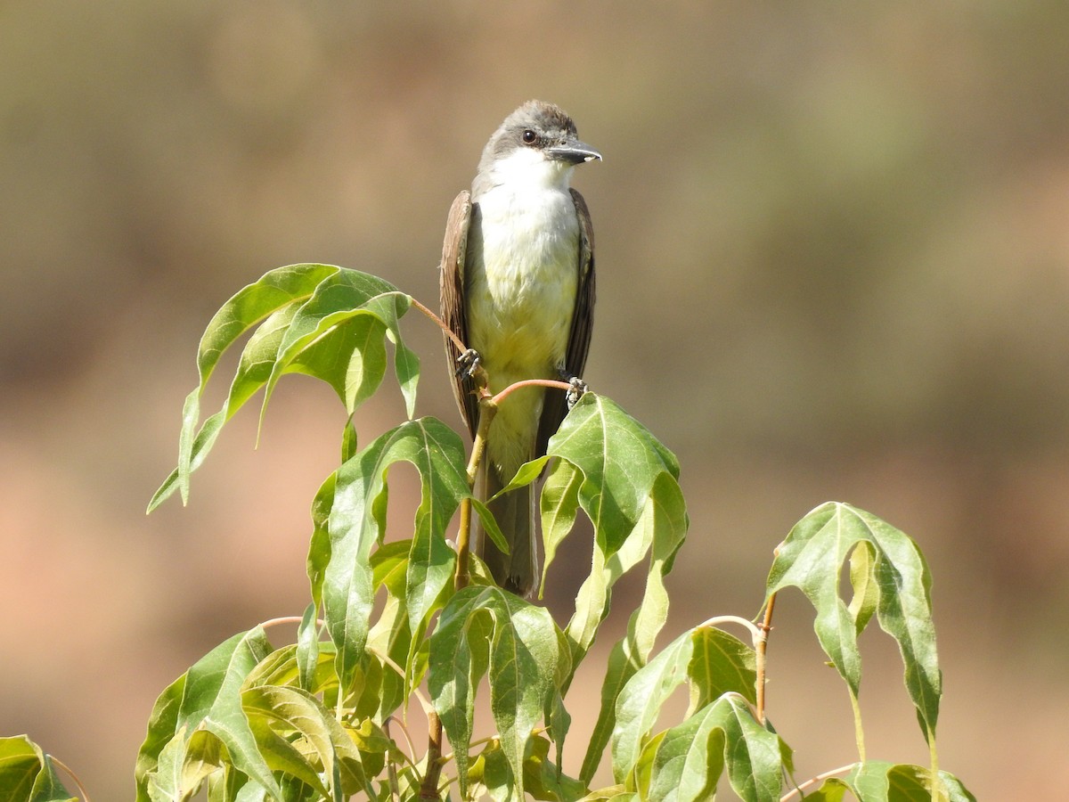 Thick-billed Kingbird - ML642543214