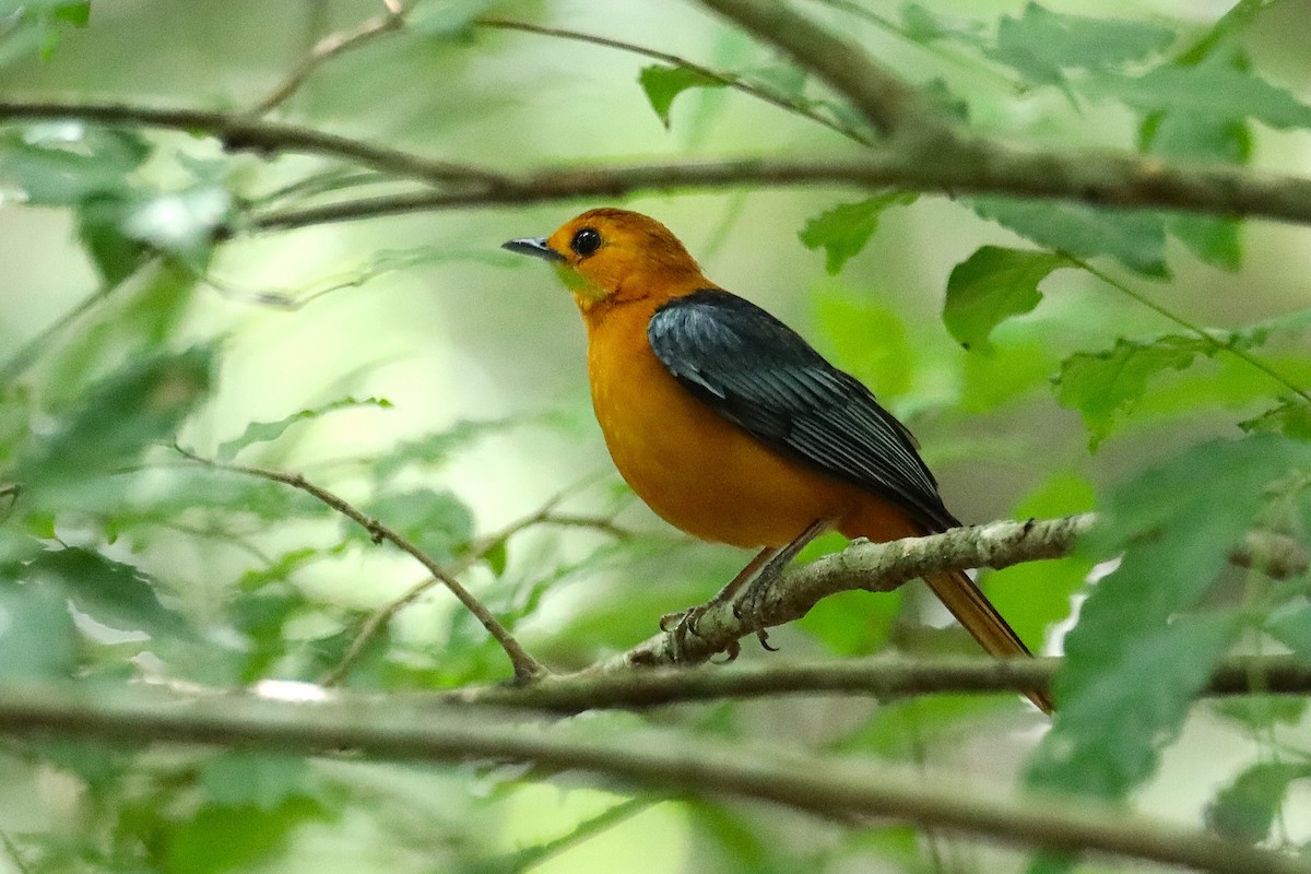 Red-capped Robin-Chat - ML642543215