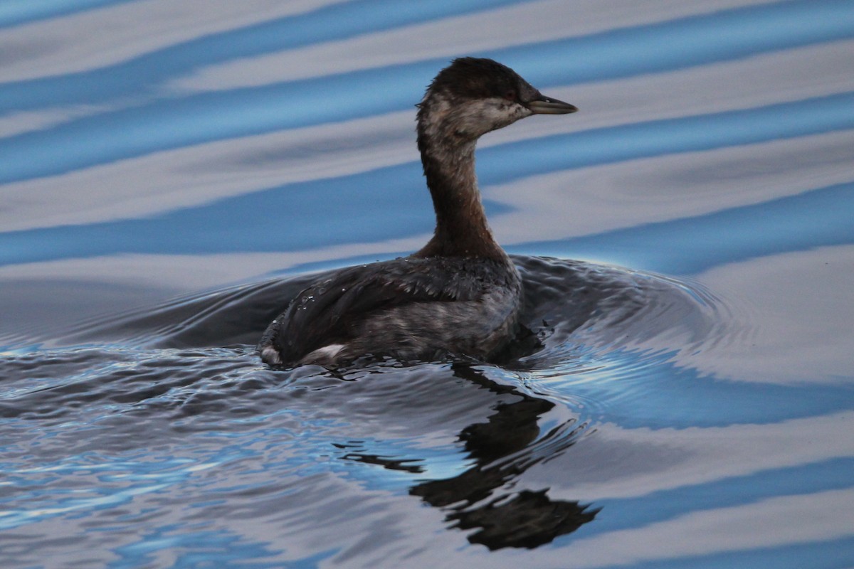 Ухаа шунгуур - ML642543227