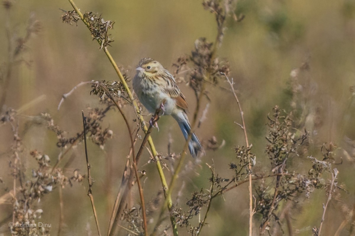 Pallas's Bunting - ML642543228