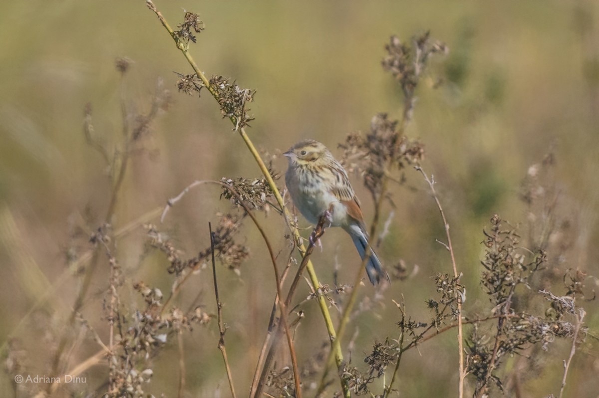 Pallas's Bunting - ML642543229