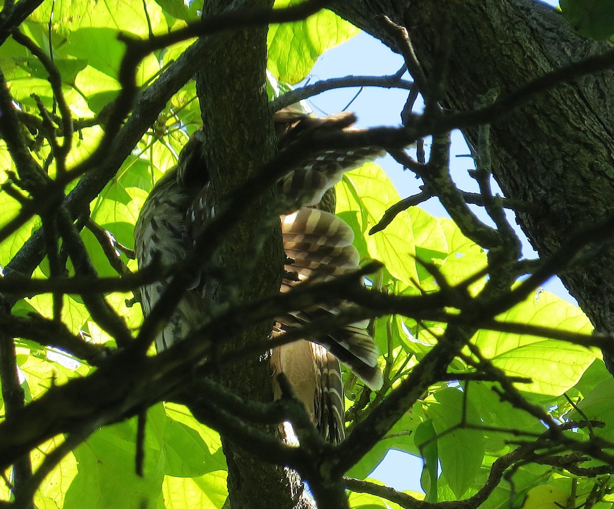 Barred Owl - ML642543230