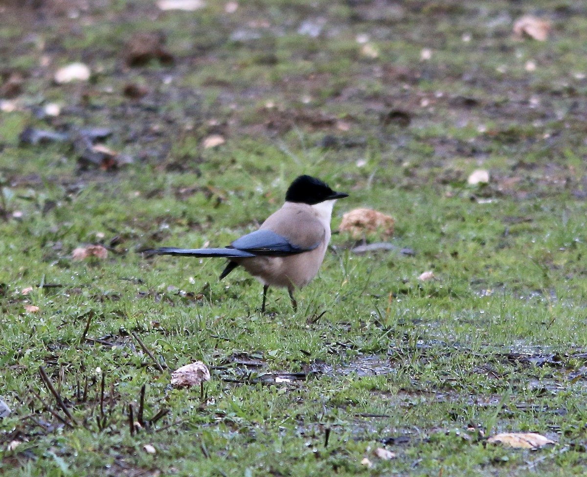 Iberian Magpie - ML642543233