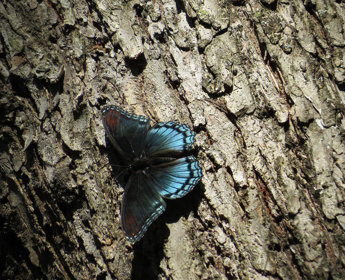 Red-spotted Purple - ML642543258